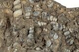 Fossil Gastropod Mollusk (Elimia) Plate - Wyoming #189441-2